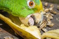 Parrot bird sitting on the perch Royalty Free Stock Photo