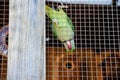 Psittacoidea parrot in a cage