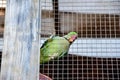 Psittacoidea parrot in a cage Royalty Free Stock Photo