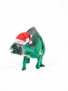 Psittacosaurus Dinosaur with Christmas hat  on white background Royalty Free Stock Photo
