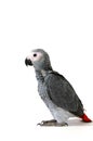 Psittacus erithacus Royalty Free Stock Photo
