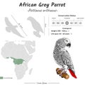 Psittacus erithacus African Grey Parrot geographic range Royalty Free Stock Photo