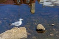 Pskov, a large gull on a rock in the middle of the Pskov river