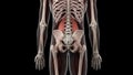 The psoas major