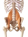 The psoas major Royalty Free Stock Photo