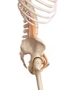 The psoas major