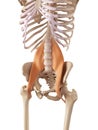 The psoas major