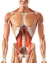 The psoas major