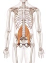 The psoas major Royalty Free Stock Photo