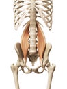 the psoas major Royalty Free Stock Photo