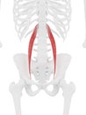 The Psoas Minor