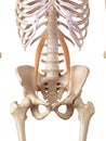 The psoas minor