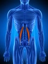 The psoas minor