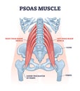 Psoas muscle as deep body muscular system for spine health outline diagram Royalty Free Stock Photo