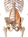 The psoas muscles Royalty Free Stock Photo