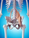 The psoas muscles