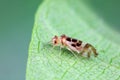 psocoptera crawl on green plants Royalty Free Stock Photo