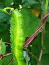 Psophocarpus tetragonolobus peanut herb