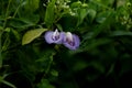 Psophocarpus tetragonolobus - Winged Bean flower