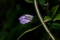 Psophocarpus tetragonolobus - Winged Bean flower