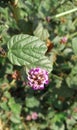 Psoralea corylifolia,babchi is a plant used in Indian and Chinese traditional medicine