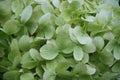 Pstel green hydrangea flowers in bloom. Floral pattern for background Royalty Free Stock Photo