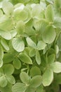 Pstel green hydrangea flowers in bloom. Floral pattern for background Royalty Free Stock Photo