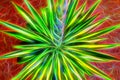 Psychadelic Agave Plant Royalty Free Stock Photo