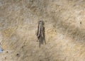 Psyche casta bagworm on a wall