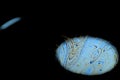 Psychedelic abstract blue disintegrating planet in the darkness in universe. Closeup soap bubble on dark background
