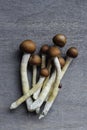 Psychedelic-Assisted Therapy with Psilocybe Cubensis Golden T Royalty Free Stock Photo