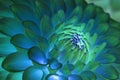 Psychedelic blue flower abstract