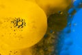 Psychedelic blueand yellow oil and water abstract background. Abstract colorful background. Foam of Soap with Bubbles macro shot.