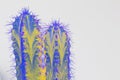 Psychedelic cactus type san pedro in vivid colors on white background. Horn and spikes on succulent plant. Cactus colored and