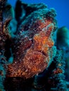 Giant Frogfish. Psychedelic Eric