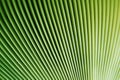 Psychedelic lines. Abstract pattern. Texture with wavy, curves stripes. Optical art background. Lines colorful design