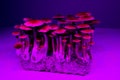 Psychedelic magic mushrooms glowing Psilocybe Cubensis