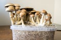 Psychedelic magic mushrooms growing at home, cultivation of psilocybin mushrooms Royalty Free Stock Photo