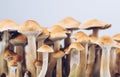 Psychedelic mushrooms