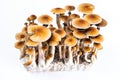 Psychedelic mushrooms psilocybe cubensis