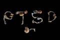 Psychedelic Psilocybe Cubensis magic mushrooms for therapy for PTSD, depression, bipolar Royalty Free Stock Photo