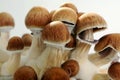 Psychedelic psilocybin mushrooms Golden Teacher on mycelium block, close-up.