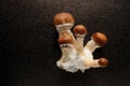 Psychedelic psilocybin mushrooms Golden Teacher on mycelium block, close-up. Psilocybe Cubensis raw mushrooms Royalty Free Stock Photo