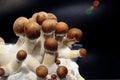 Psychedelic psilocybin mushrooms Golden Teacher on mycelium block, close-up. Psilocybe Cubensis raw mushrooms