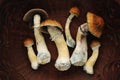 Psychedelic psilocybin mushrooms Golden Teacher, top view, close-up. Psilocybe Cubensis raw mushrooms