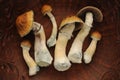 Psychedelic psilocybin mushrooms Golden Teacher, top view, close-up. Psilocybe Cubensis raw mushrooms in brown dish.