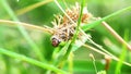 Psychidae in bagworms