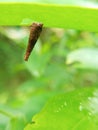 Psychidae to be excellent, as one of the rare architects in the animal world