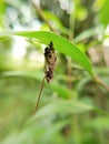 Psychidae to be excellent, as one of the rare architects in the animal world