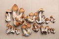 Psilocybin mushrooms Psilocybe Cubensis Royalty Free Stock Photo